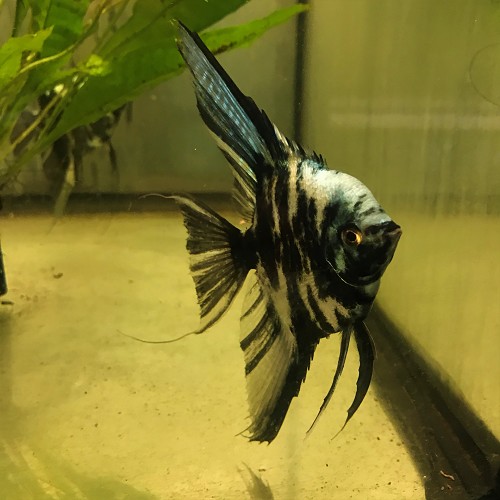 Pterophyllum scalare - Segelflosser blau marble XXL